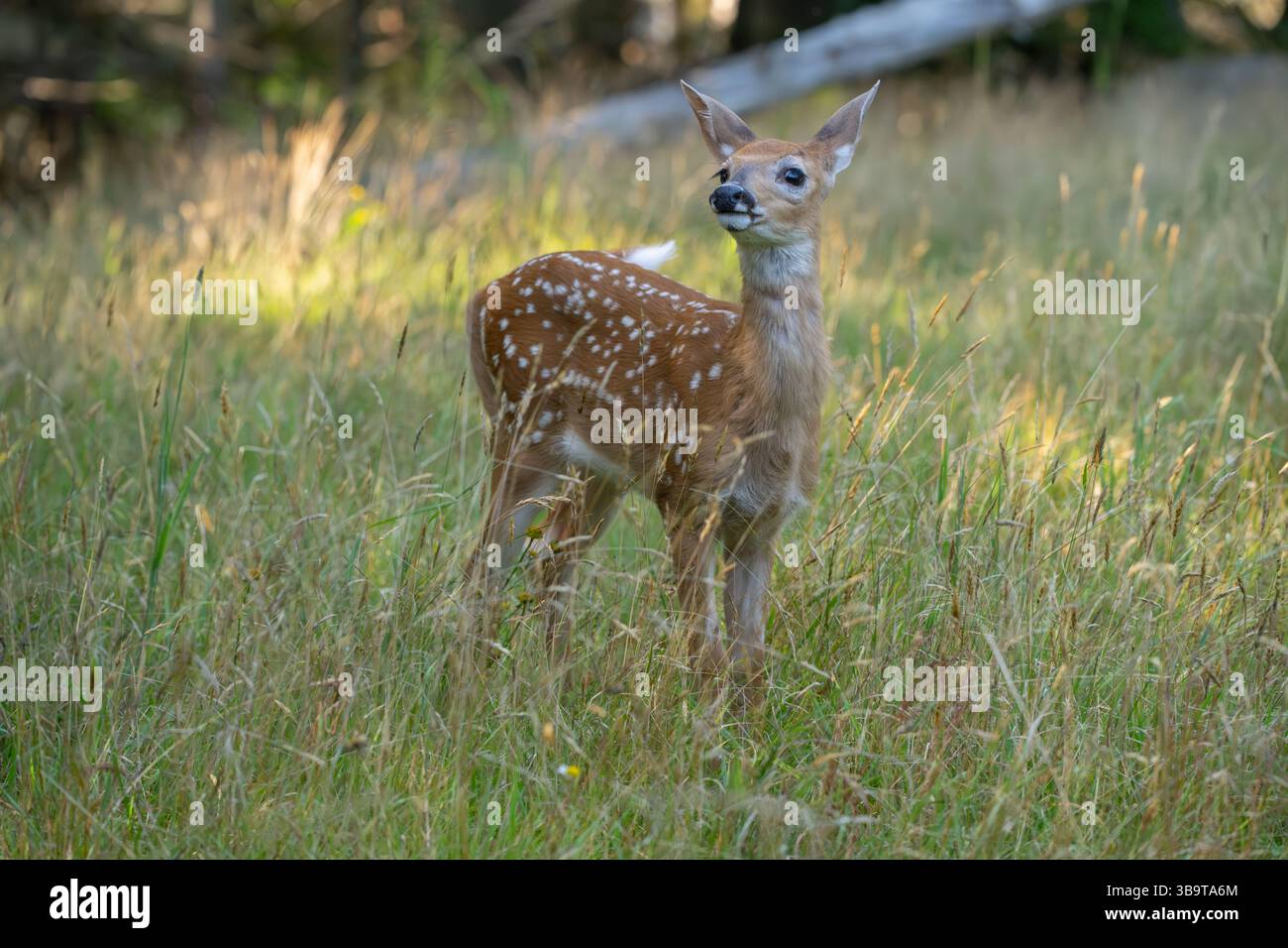 Weißschwanzhirsch (Odocoileus virginianus). Wachsendes Kitzel des Jahres. Sommer im Acadia-Nationalpark, Maine, USA. Stockfoto