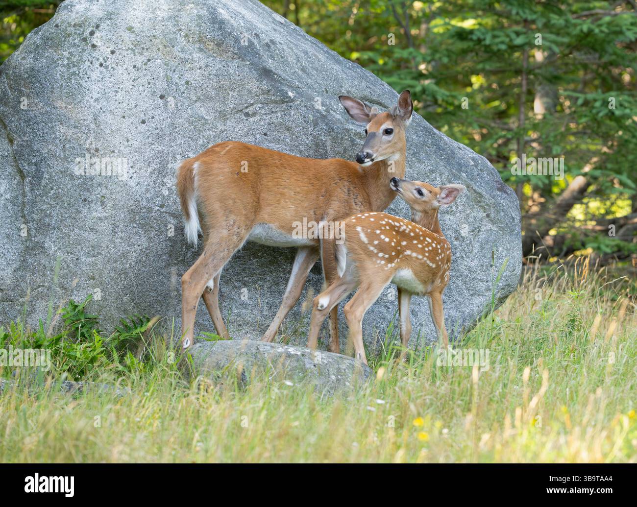 Weißschwanzhirsch (Odocoileus virginianus). Mutter mit wachsendem Rehkitz. Des Jahres. Sommer im Acadia-Nationalpark, Maine, USA. Stockfoto