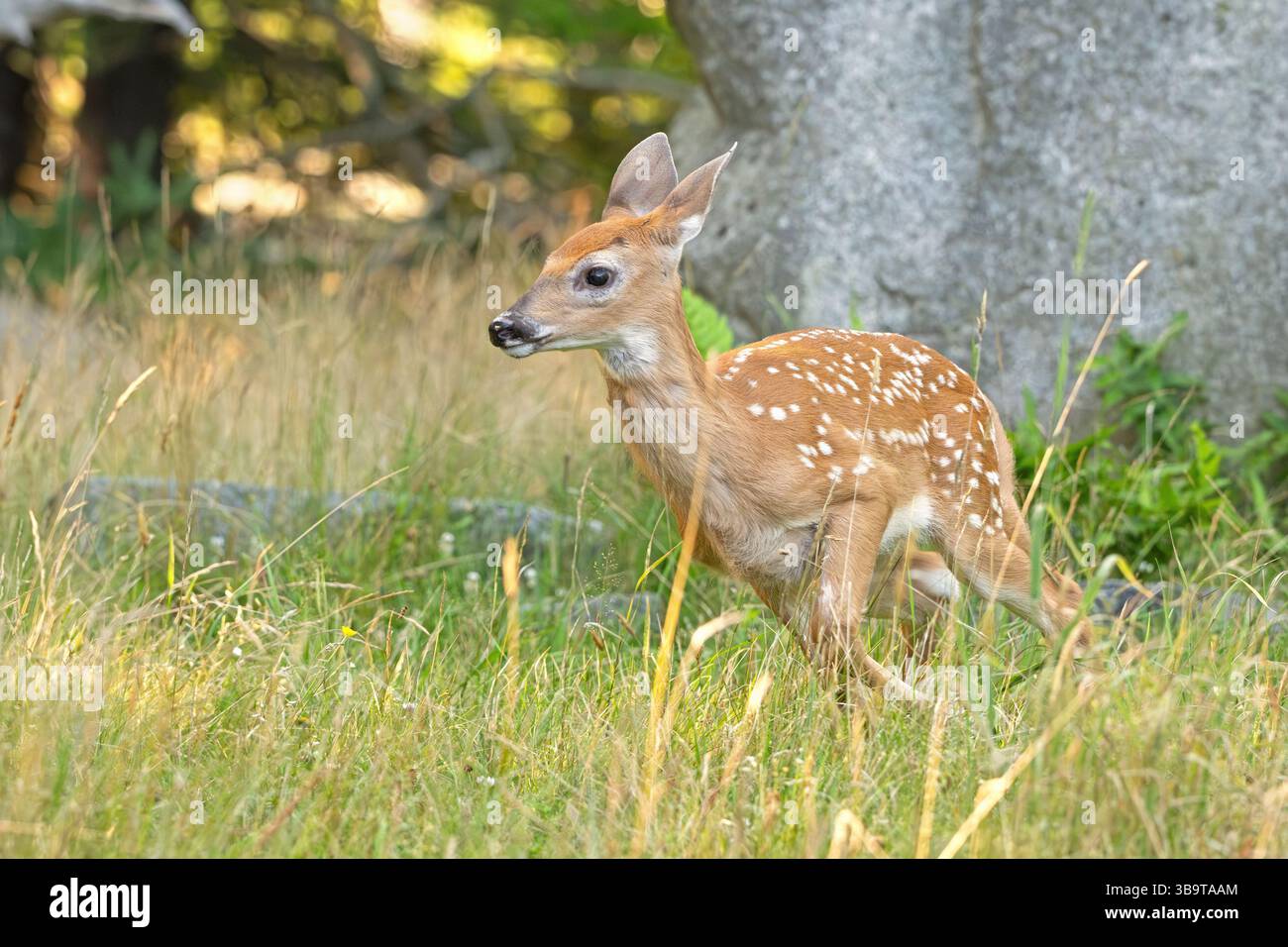 Weißschwanzhirsch (Odocoileus virginianus). Wachsendes Kitzel des Jahres. Sommer im Acadia-Nationalpark, Maine, USA. Stockfoto