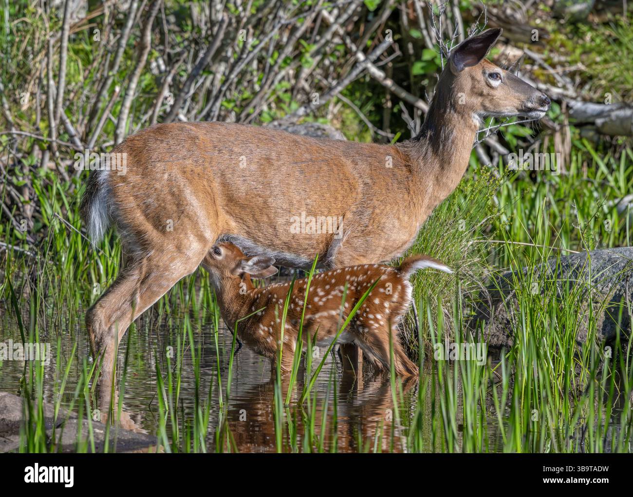 Eine Mutter des Weißwedelhirsches (Odocoileus virginianus), die ihr Kitz des Jahres stillt. Frühsommer im Acadia-Nationalpark, Maine, USA. Stockfoto