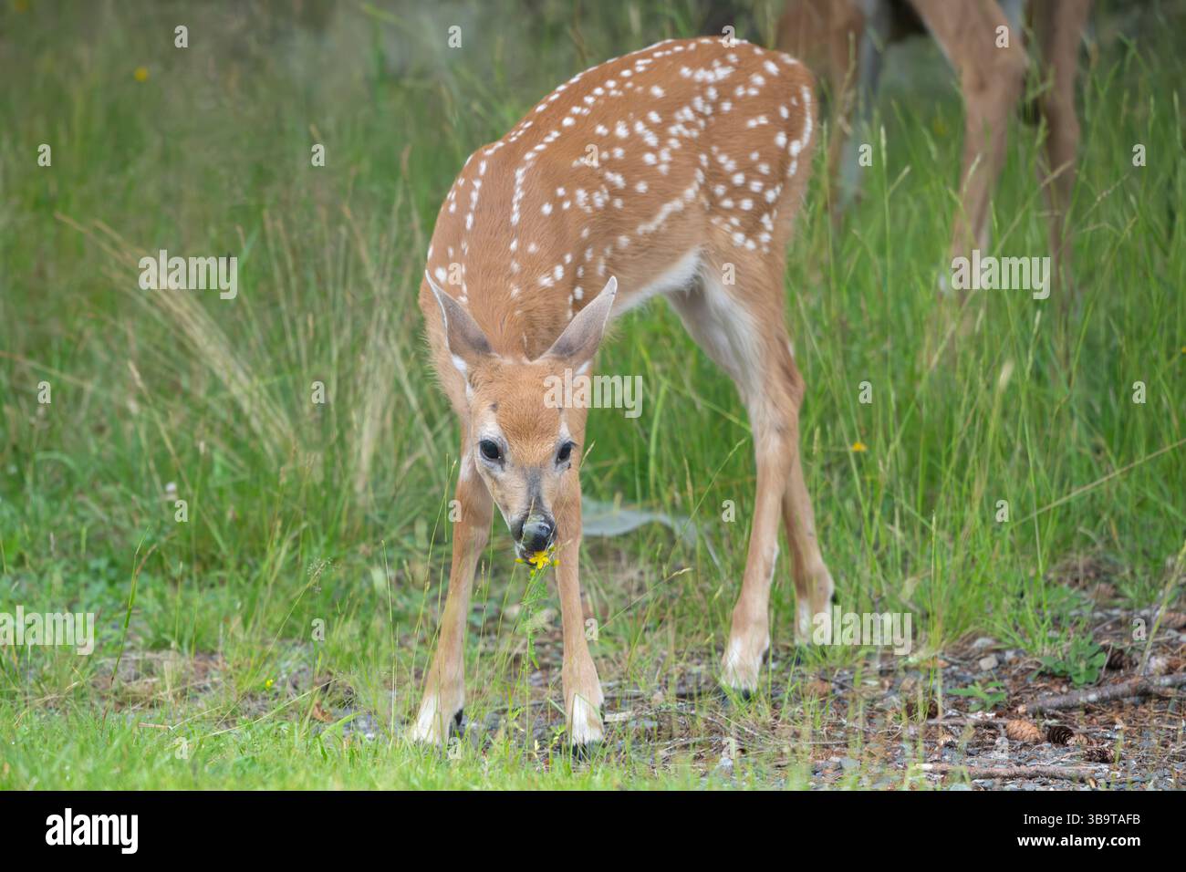 Weißschwanzhirsch (Odocoileus virginianus). Wachsendes Kitzel des Jahres. Sommer im Acadia-Nationalpark, Maine, USA. Stockfoto