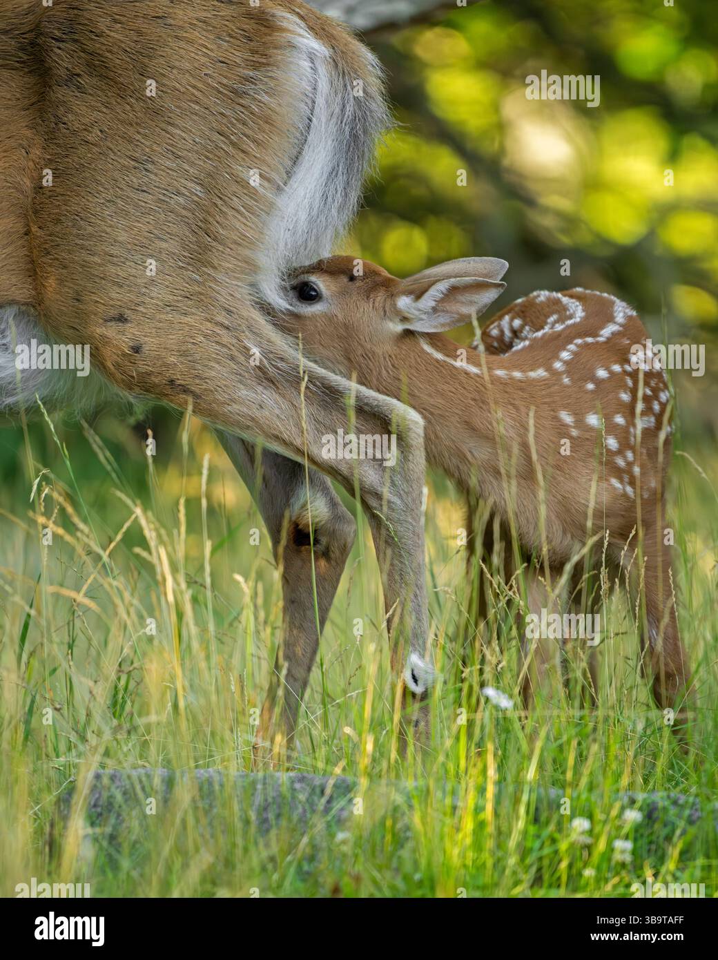 Weißschwanzhirsch (Odocoileus virginianus). Mutter mit wachsendem Rehkitz. Des Jahres. Sommer im Acadia-Nationalpark, Maine, USA. Stockfoto