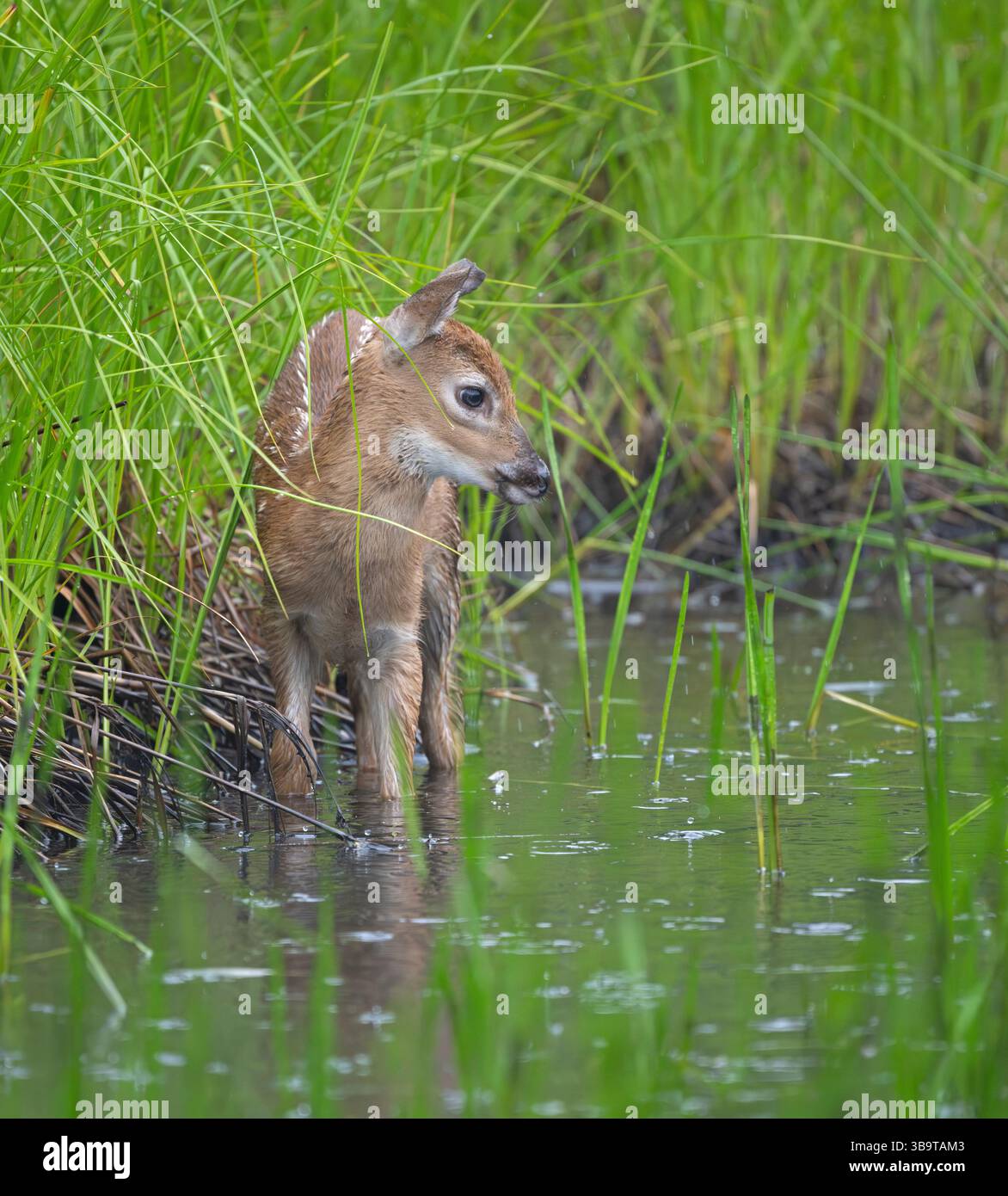 Weißschwanzhirsch (Odocoileus virginianus). Neugeborenes Rehkitz. Frühling im Acadia-Nationalpark, Maine, USA. Stockfoto