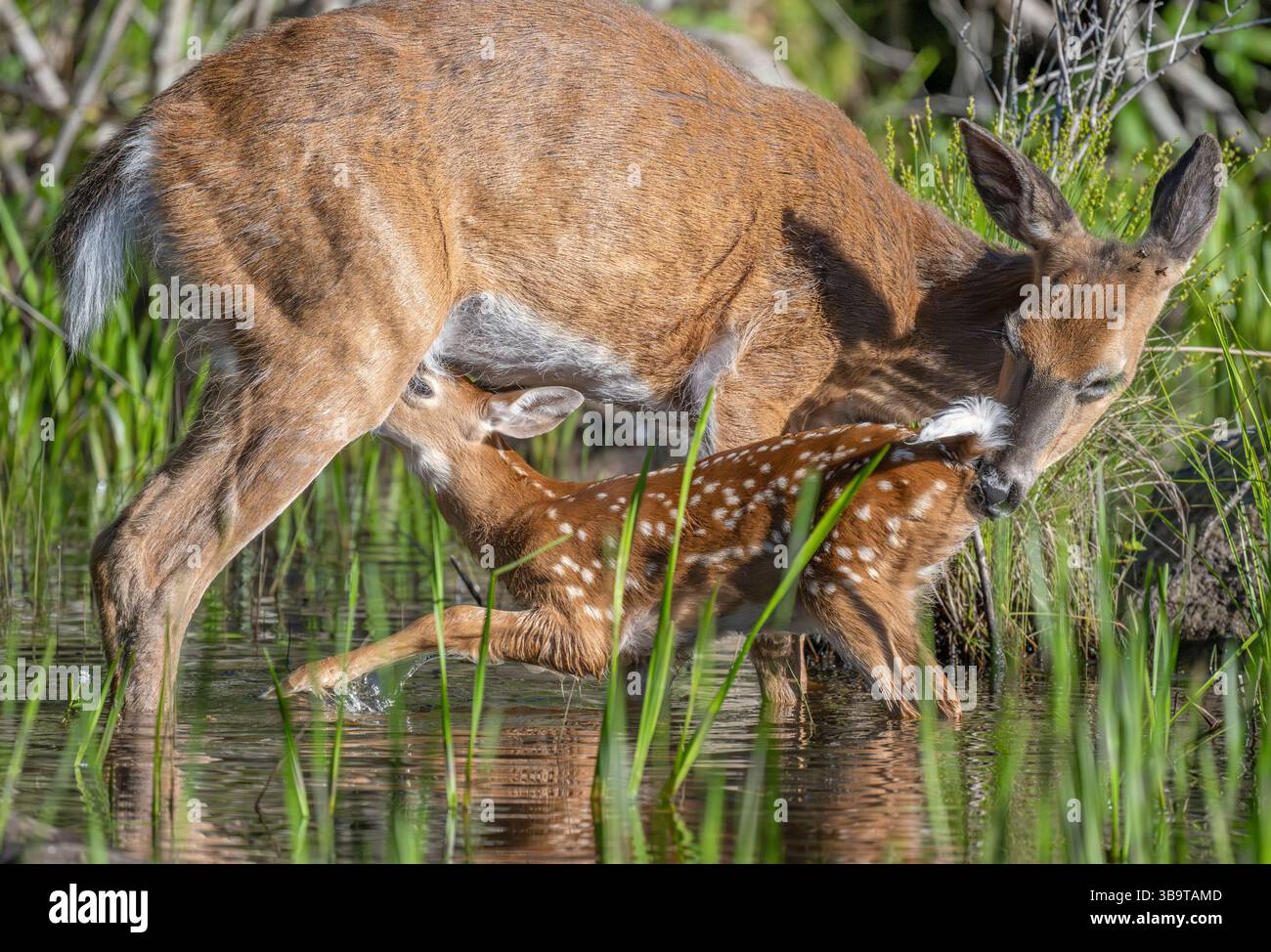 Eine Mutter des Weißwedelhirsches (Odocoileus virginianus), die ihr Kitz des Jahres stillt. Frühsommer im Acadia-Nationalpark, Maine, USA. Stockfoto