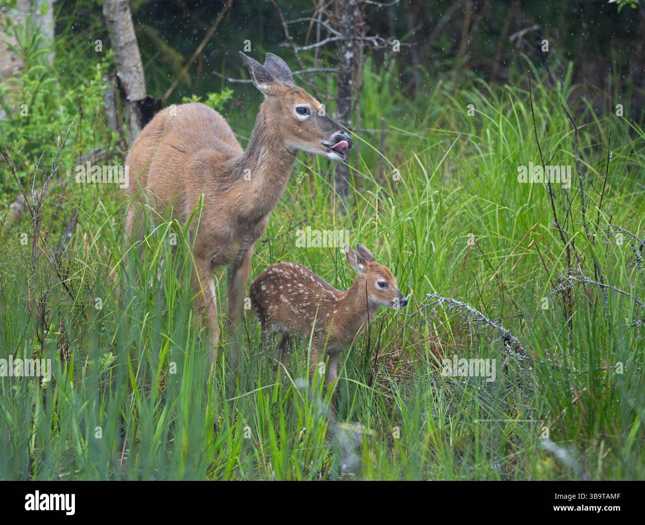 Eine Mutter des Weißwedelhirsches (Odocoileus virginianus) pflegt liebevoll ihr Kitz des Jahres. Frühsommer im Acadia-Nationalpark, Maine, USA. Stockfoto