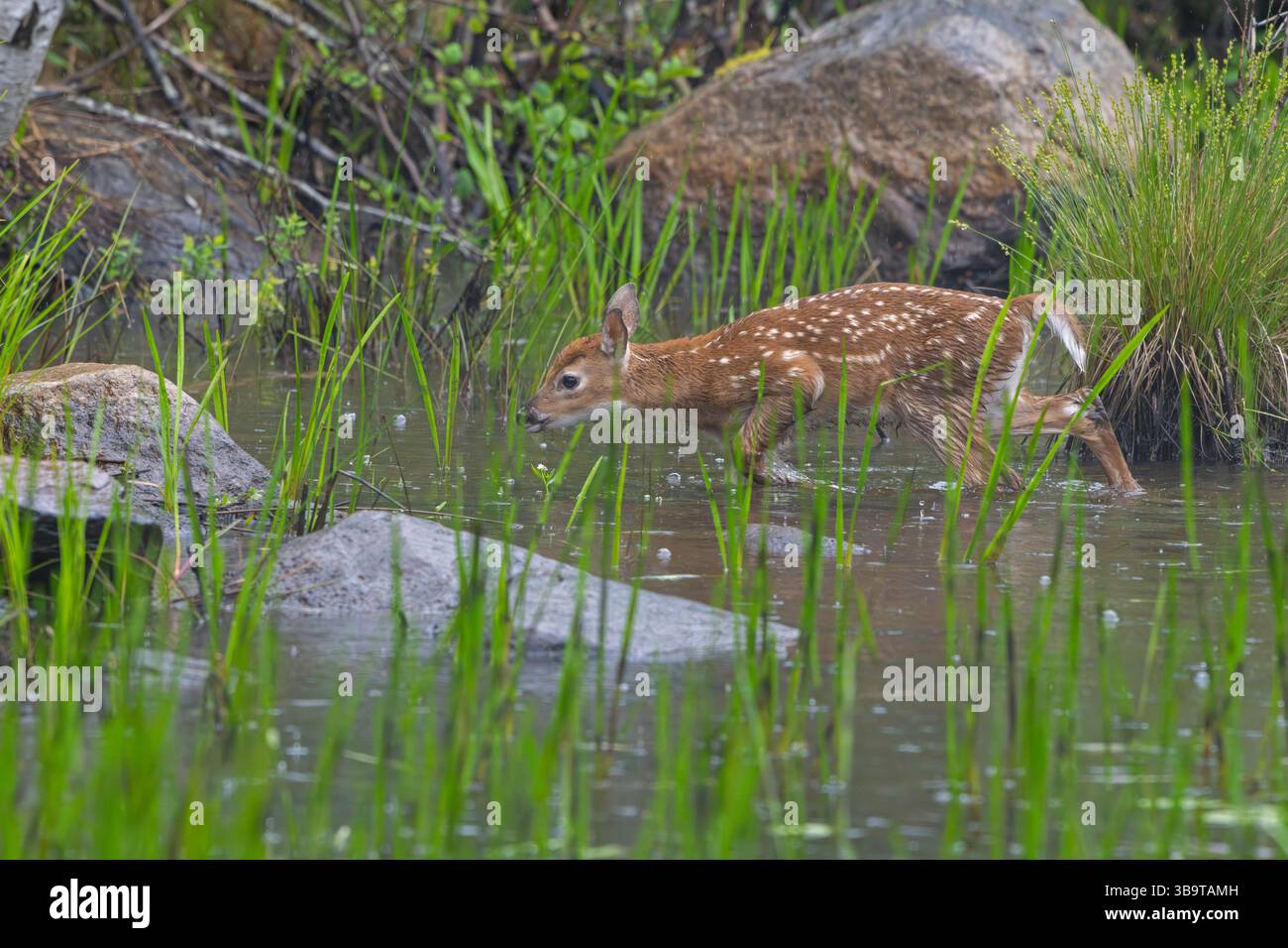 Ein Weißer Hirsch (Odocoileus virginianus), der in einem Biberteich kitzelt. Frühsommer im Acadia-Nationalpark, Maine, USA. Stockfoto