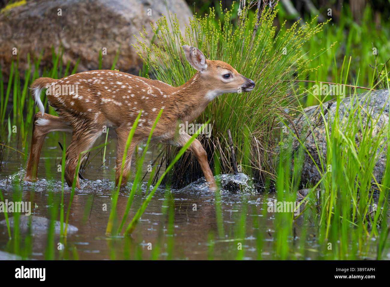 Ein Weißer Hirsch (Odocoileus virginianus), der in einem Biberteich kitzelt. Frühsommer im Acadia-Nationalpark, Maine, USA. Stockfoto