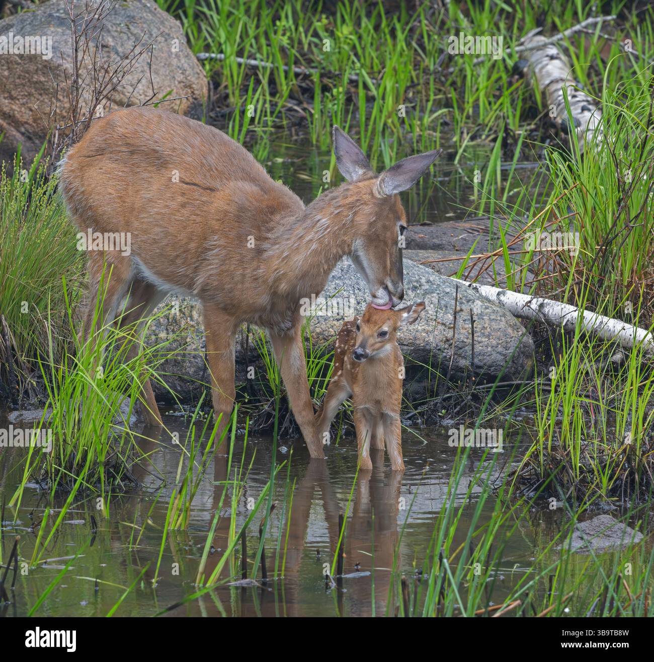 Eine Mutter des Weißwedelhirsches (Odocoileus virginianus) pflegt liebevoll ihr Kitz des Jahres. Frühsommer im Acadia-Nationalpark, Maine, USA. Stockfoto