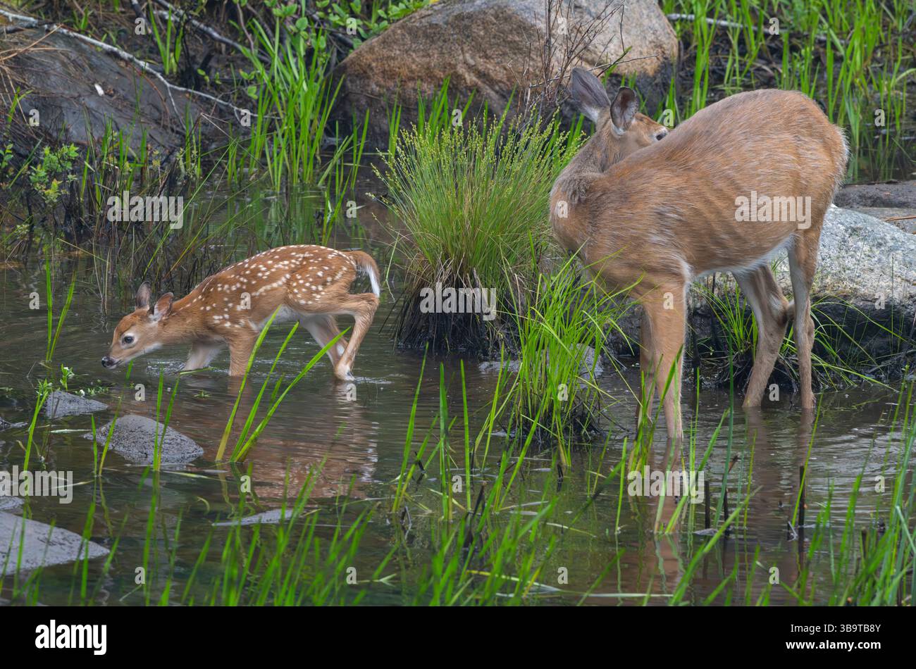 Eine Mutter des Weißwedelhirsches (Odocoileus virginianus) mit ihrem Rehkitz des Jahres. Frühsommer im Acadia-Nationalpark, Maine, USA. Stockfoto