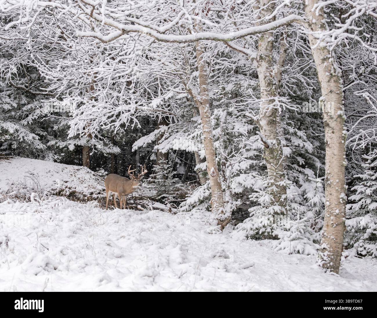 Weißschwanzhirsch (Odocoileus virginianus). Reifer Buck. Winter im Acadia-Nationalpark, Maine, USA. Stockfoto