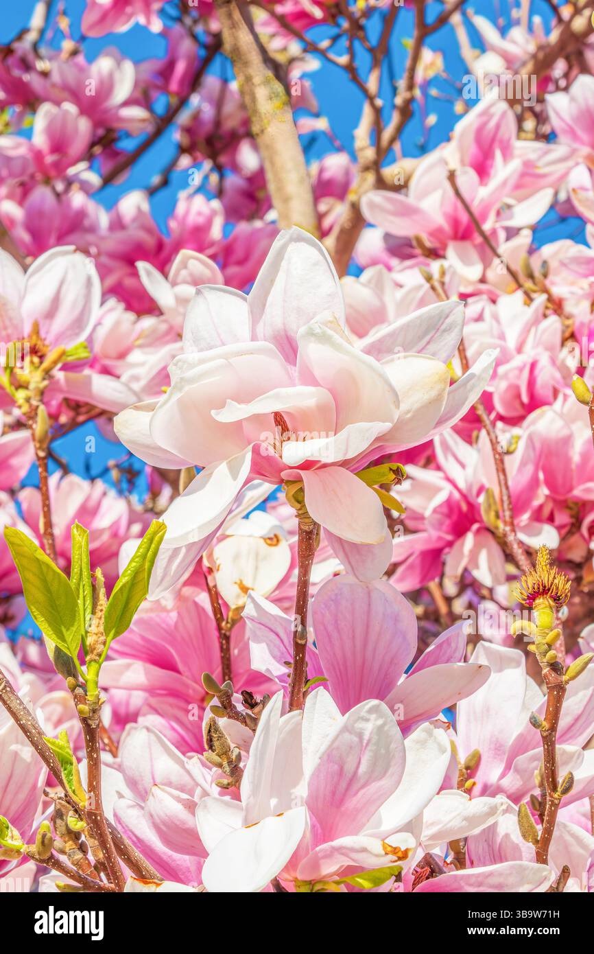 Der Saucer Magnolia, Magnolia x soulangeana, ist ein Hybridbaum, der auch als Tulpenbaum bekannt ist. Fotografiert Seaforth Ontario im Frühjahr 2025. Stockfoto