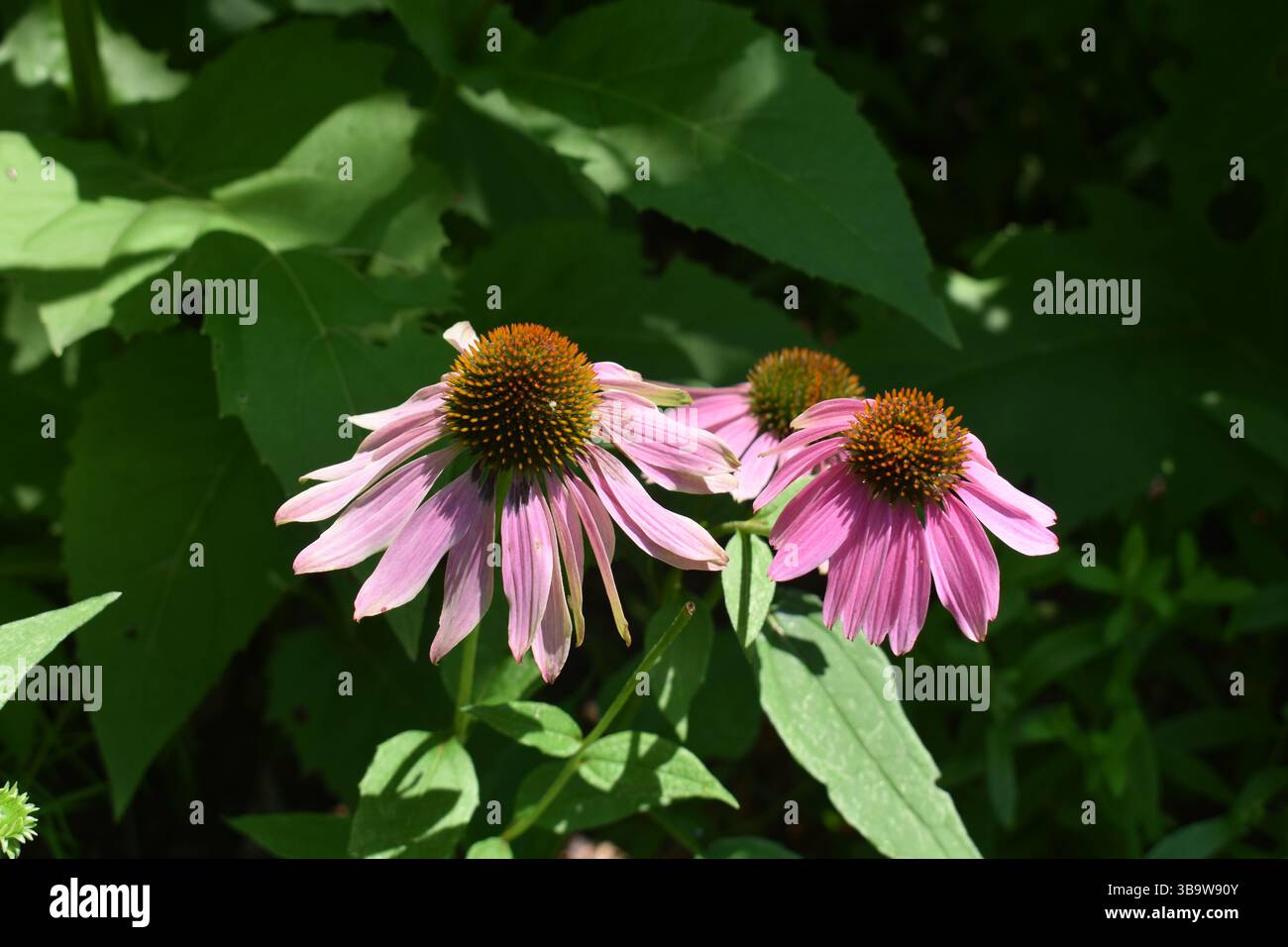 Lila Coneflower in Bloom. Purple Coneflower, Echinacea, eine einheimische Wildblume aus der Familie der Daisy oder Asteraceae, in Blüte. Stockfoto