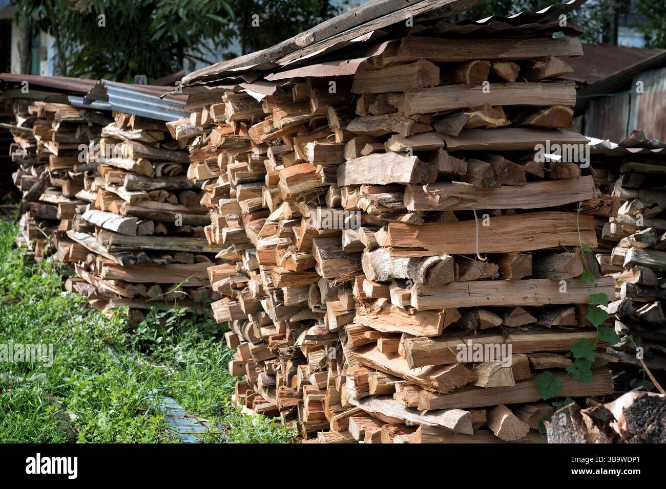 Gestapeltes Brennholz unter Metalldach im Rural Yard – sauber angeordnete Stapel aus gespaltenem Brennholz sind unter gewellten Metallblechen in einem Gras geschützt Stockfoto