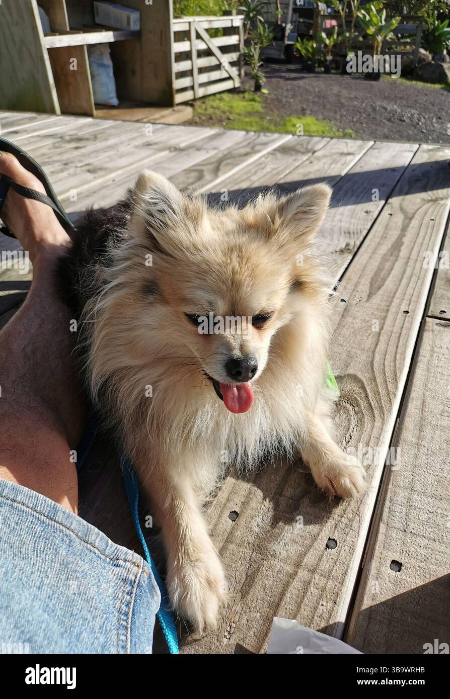 Ein Mann sitzt mit einem glücklichen, flauschigen Hund Stockfoto