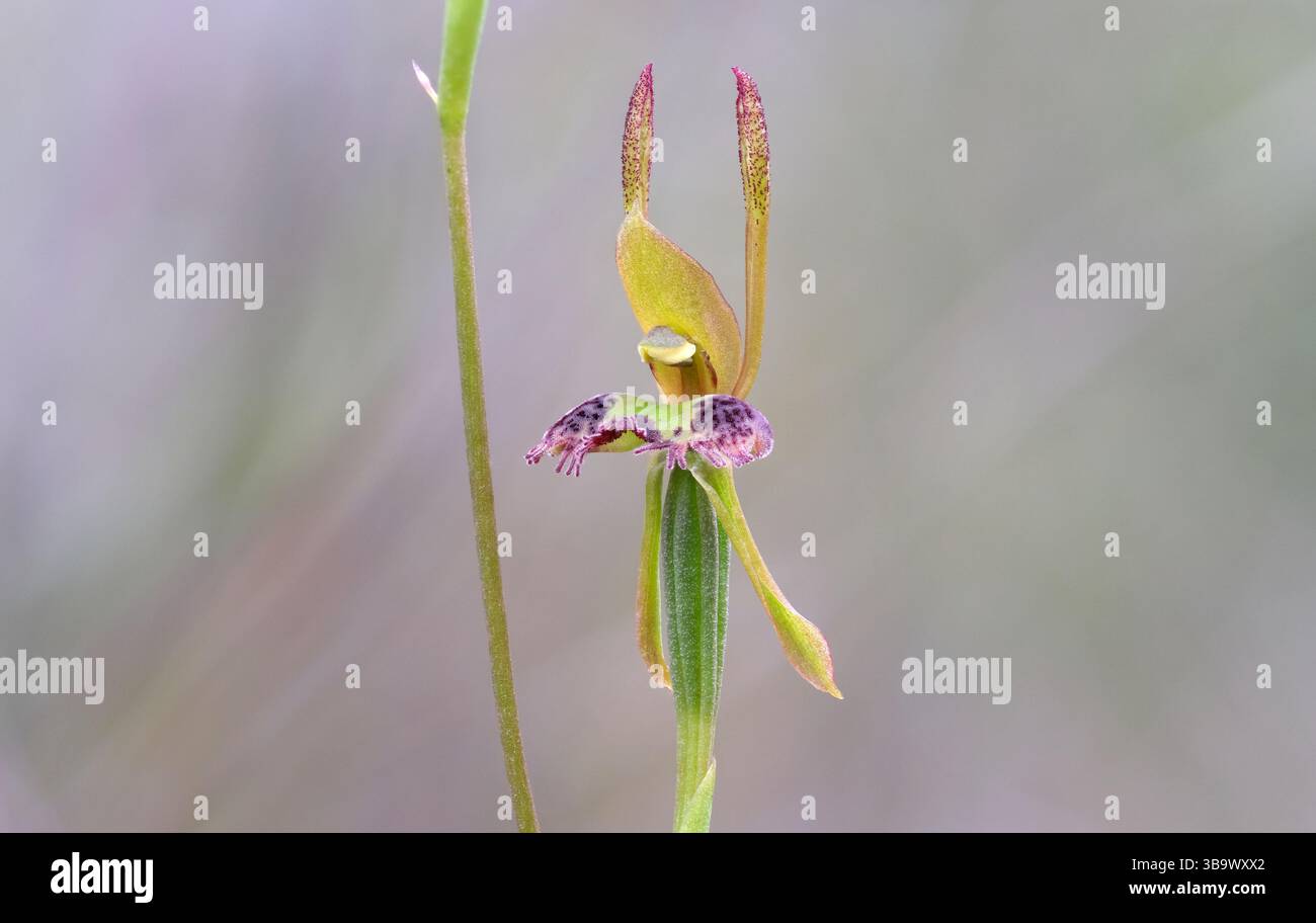 Makroaufnahme der violetten und grünen gesäumten Hasenorchidee (Leporella fimbriata) mit Bokeh, Anglesea Heide, Victoria, Australien Stockfoto