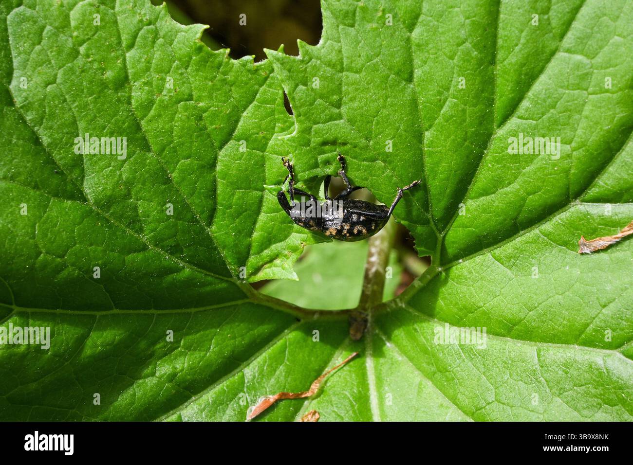 Nahaufnahme eines schwarzen Weinkäfers, der ein Loch in ein leuchtendes grünes Blatt macht und die Futtergewohnheiten des Insekts und den Pflanzenschaden hervorhebt. Stockfoto