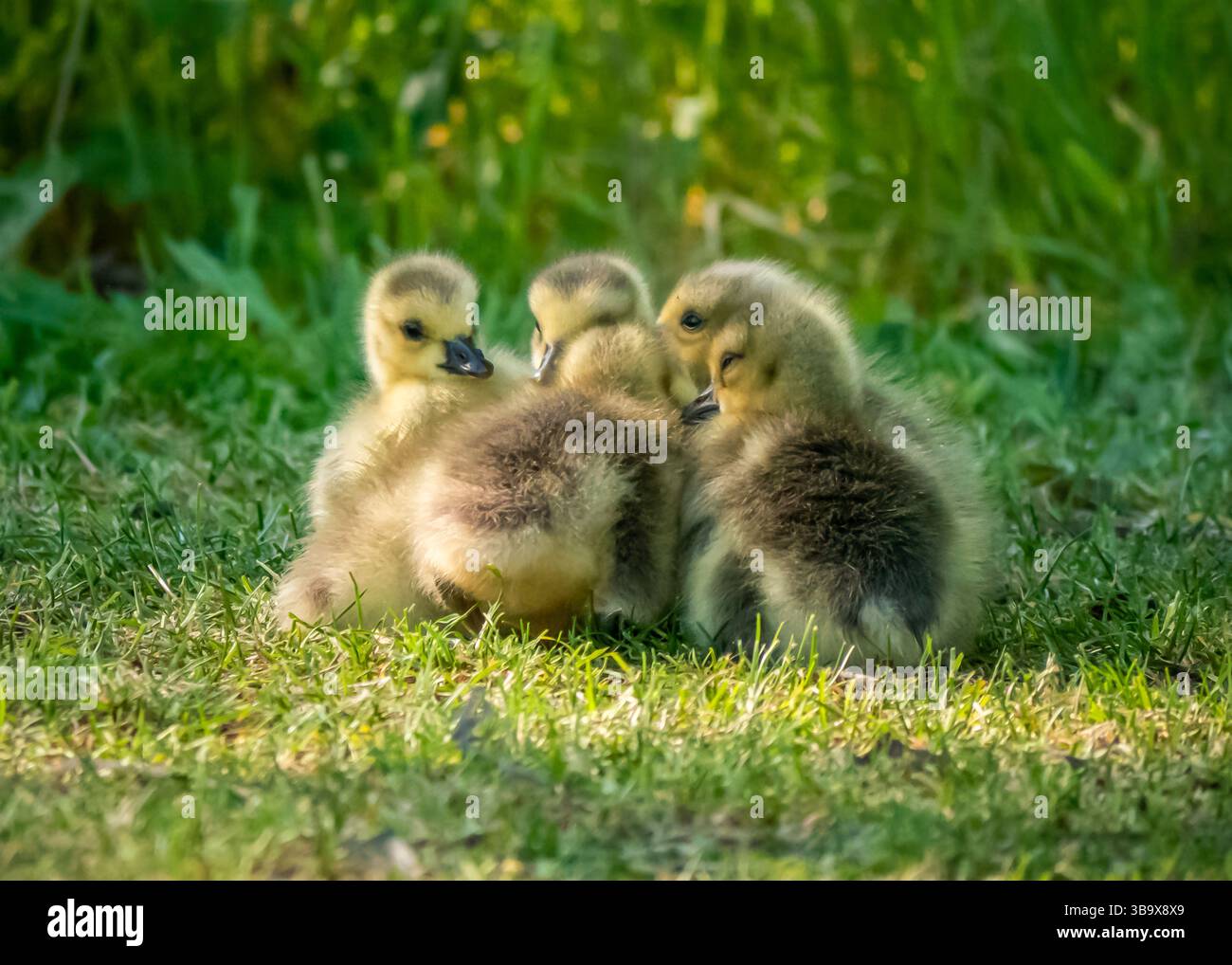 Eine Gruppe von vier flauschigen Babygänsen versammelt sich auf üppigem grünem Gras und genießt warme Sonne in der Nähe eines ruhigen Teichs inmitten der Natur. Stockfoto