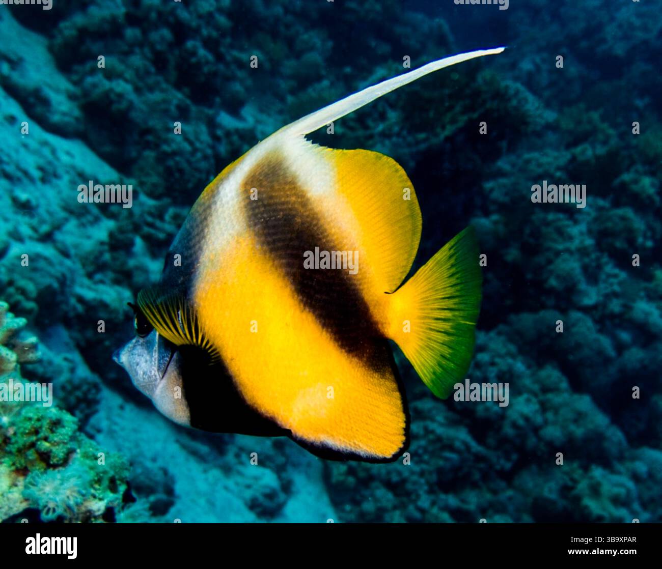 Wunderschöner Schmetterlingsfisch Stockfoto