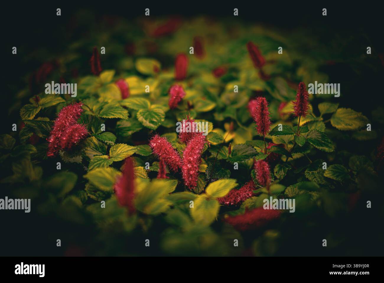 Haufen weicher, purpurpurroter Chenille-Blüten erheben sich aus lebendigem Laub Stockfoto