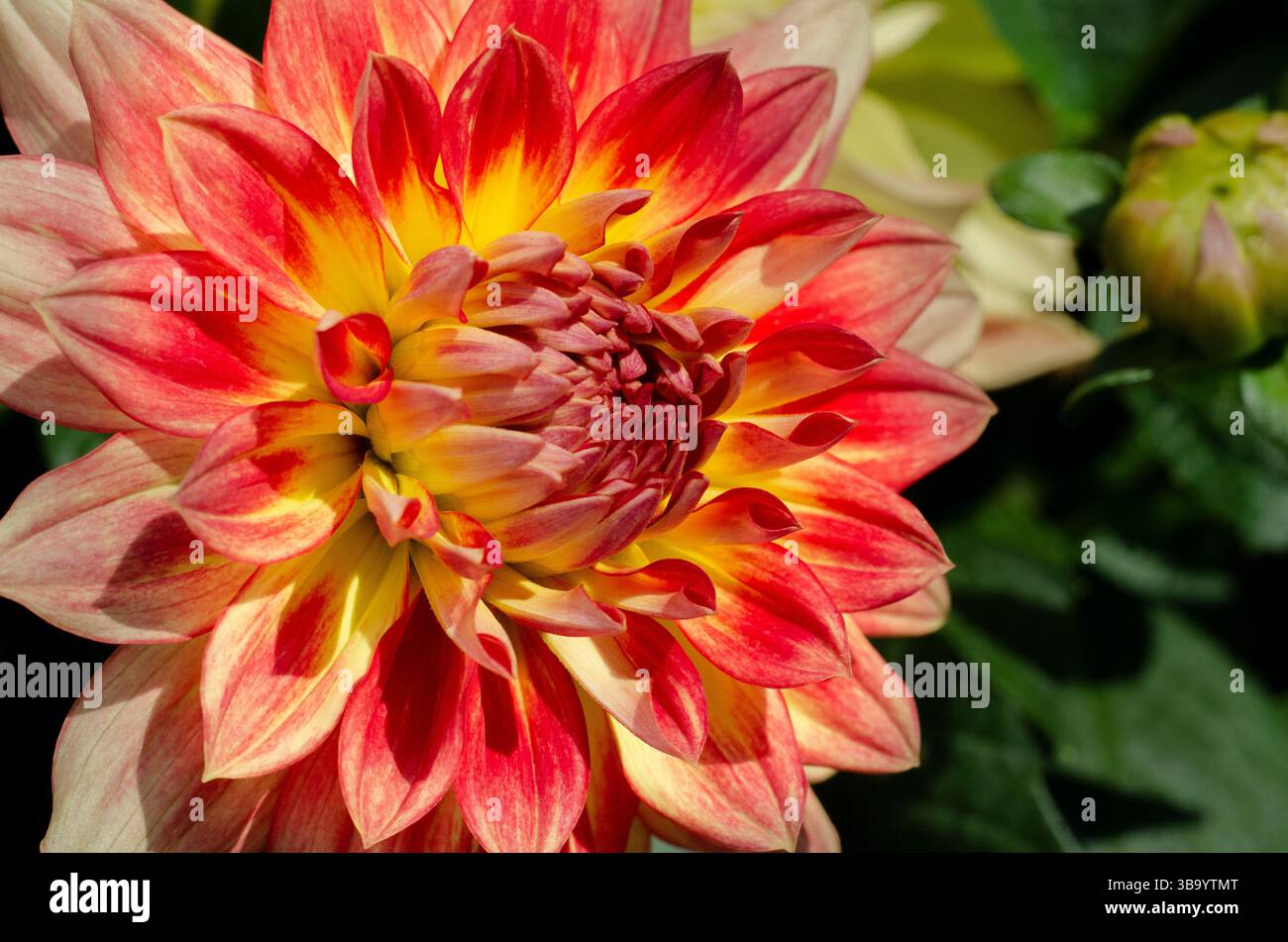 Nahaufnahme der Dahlia LaBella® Maggiore „Fun Flame“-Blume in hellem Sonnenschein. Eine beliebte zweifarbige Dahlia. Stockfoto