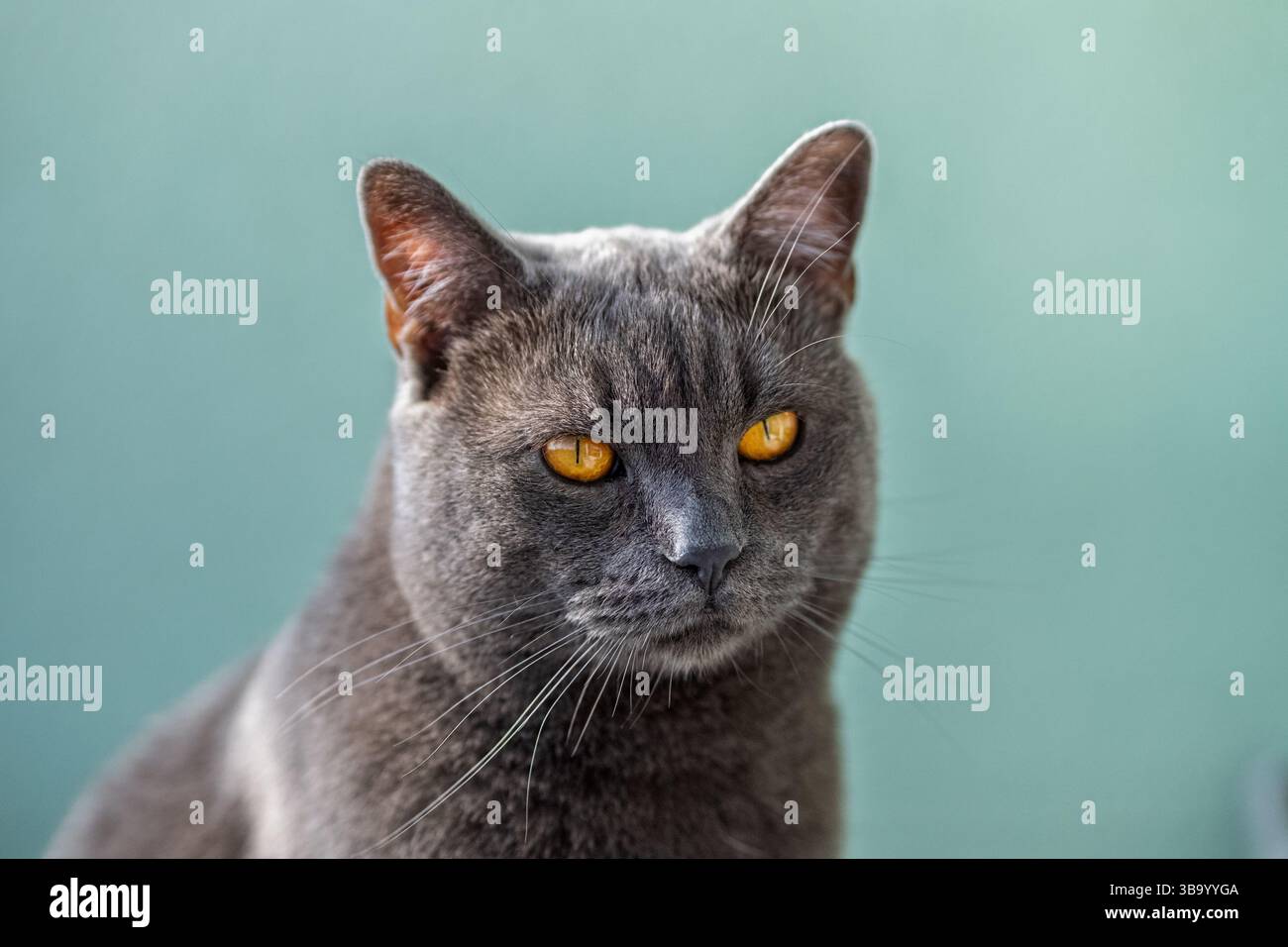 Nahaufnahme einer britischen Kurzhaarkatze mit orangefarbenen Augen, die nach vorne blickt Stockfoto