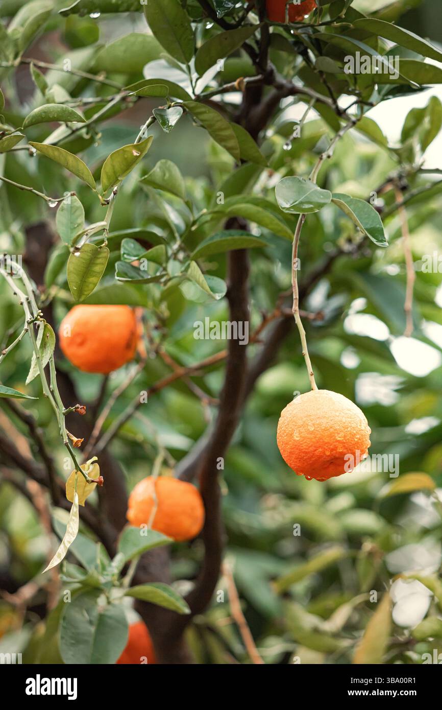 Nahaufnahme reifer Orangen, bedeckt mit Regentropfen, die nach einem erfrischenden Regenschauer an den Ästen eines Orangenbaums hängen Stockfoto