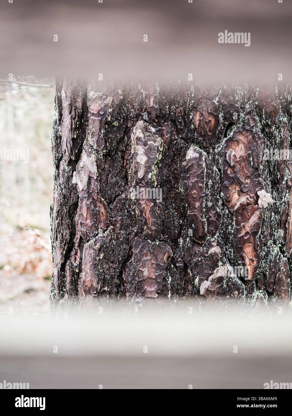 Bei näherer Betrachtung werden die komplizierten Strukturen und Farben der Baumrinde in einer ruhigen Waldumgebung entdeckt, die die Kunstfertigkeit und Vielfalt der Natur zeigt Stockfoto