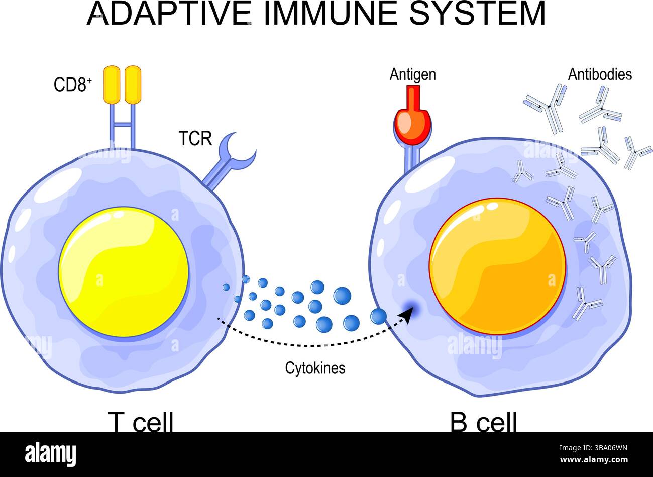 Adaptives Immunsystem. Struktur und Anatomie der T-Zell- und B-Zell-Zellen. Immunologisches Gedächtnis. Lymphozyten der zellvermittelten Immunität. Vektorabbildung. Stock Vektor