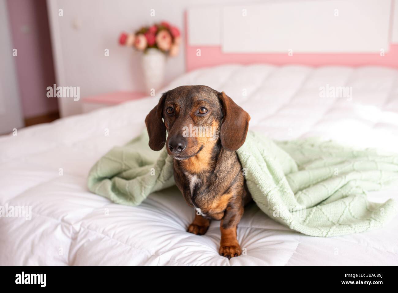 Roter langhaariger Dackel unter weißer Decke auf dem Sofa, entzückender kleiner Wursthund im Schlafzimmer, Doxie Porträt in Nahaufnahme, ein freundlicher Hund, haustier Stockfoto