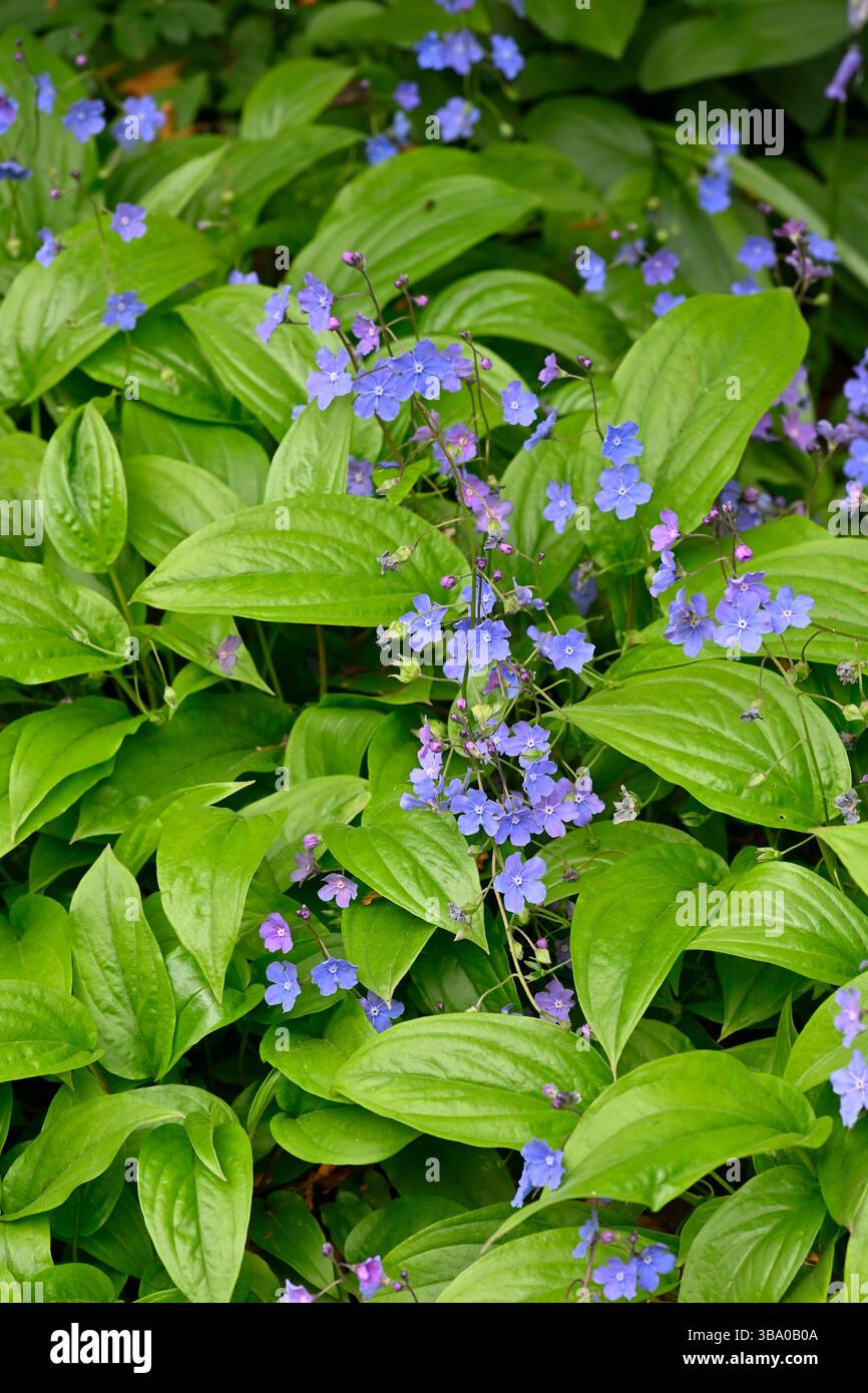 Hellblaue Frühlingsblumen von Navelwort oder Omphalodes cappadocica 'Cherry Ingram UK May Stockfoto