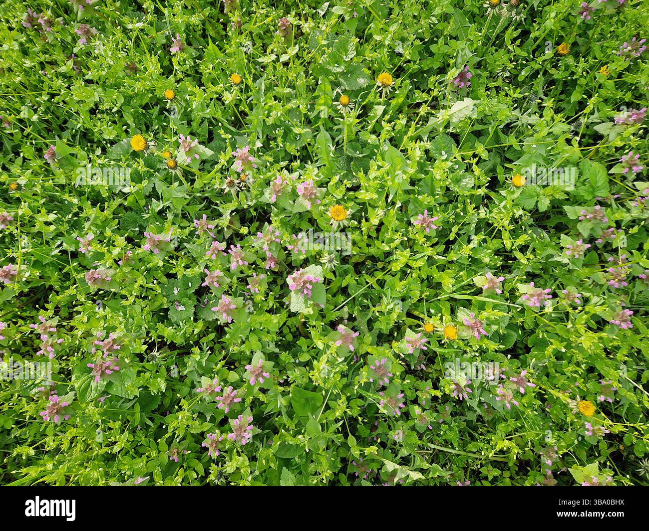 Lebendige Wiese Hintergrund von oben mit grünem Gras und verschiedenen Wildblumen wie blühenden gelben Löwenzahn und violetten toten Brennnesselblumen. Natürliches Cha - Smartphone-aufgenommenes Stockfoto