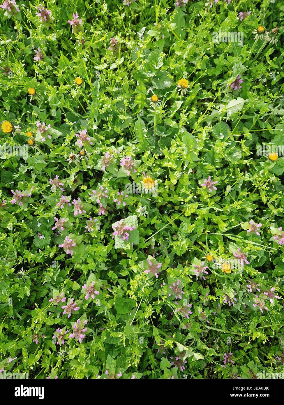Lebendige Wiese Hintergrund von oben mit grünem Gras und verschiedenen Wildblumen wie blühenden gelben Löwenzahn und violetten toten Brennnesselblumen. Natürliches Cha - Smartphone-aufgenommenes Stockfoto