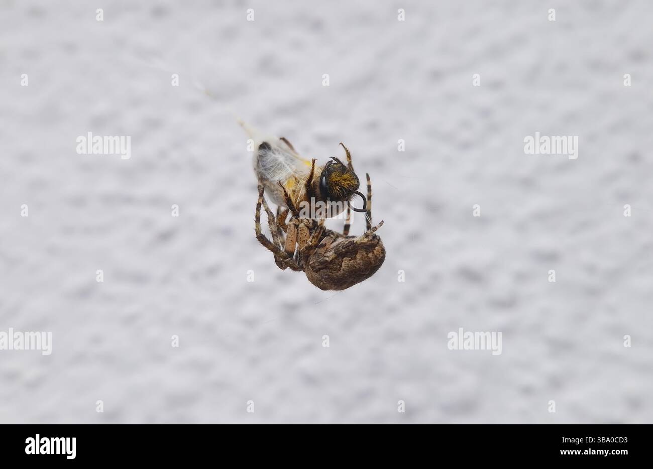 Die Kreuz-Orbweaver-Spinne fängt eine Biene ein und wickelt sie in ihr Netz, während sie das seidenbedeckte Insekt hält. Naturszene der Interaktion von Raubtieren und Beute, Showca Stockfoto