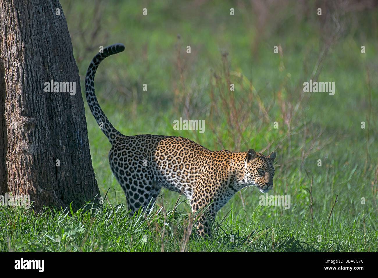 Leopard Panthera pardus aus Masai Mara Reserve, Kenia Stockfoto