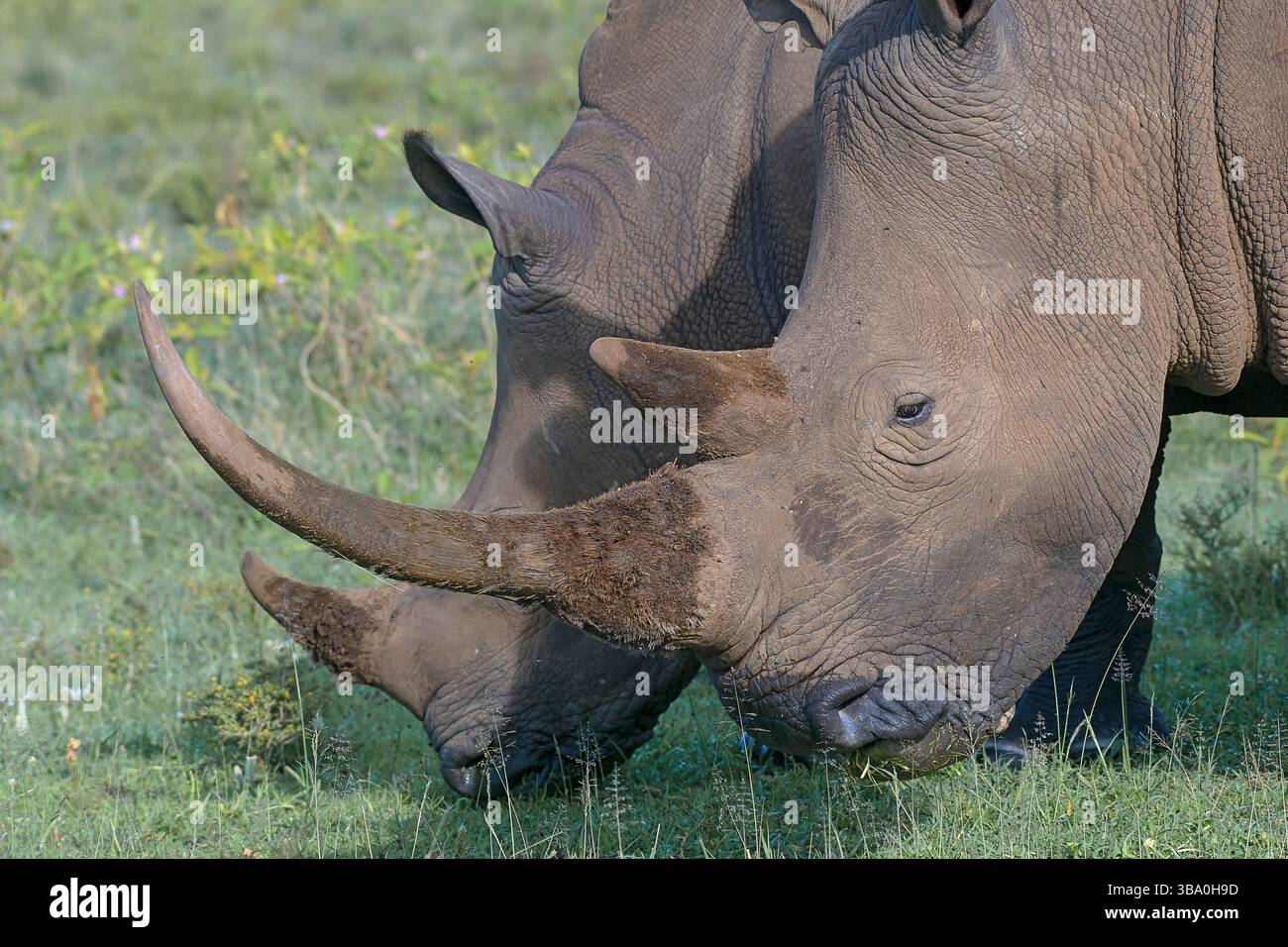 Südliches Weißnashorn (Ceratotherium simum) aus dem Lake Nakuru National Park, Kenia Stockfoto
