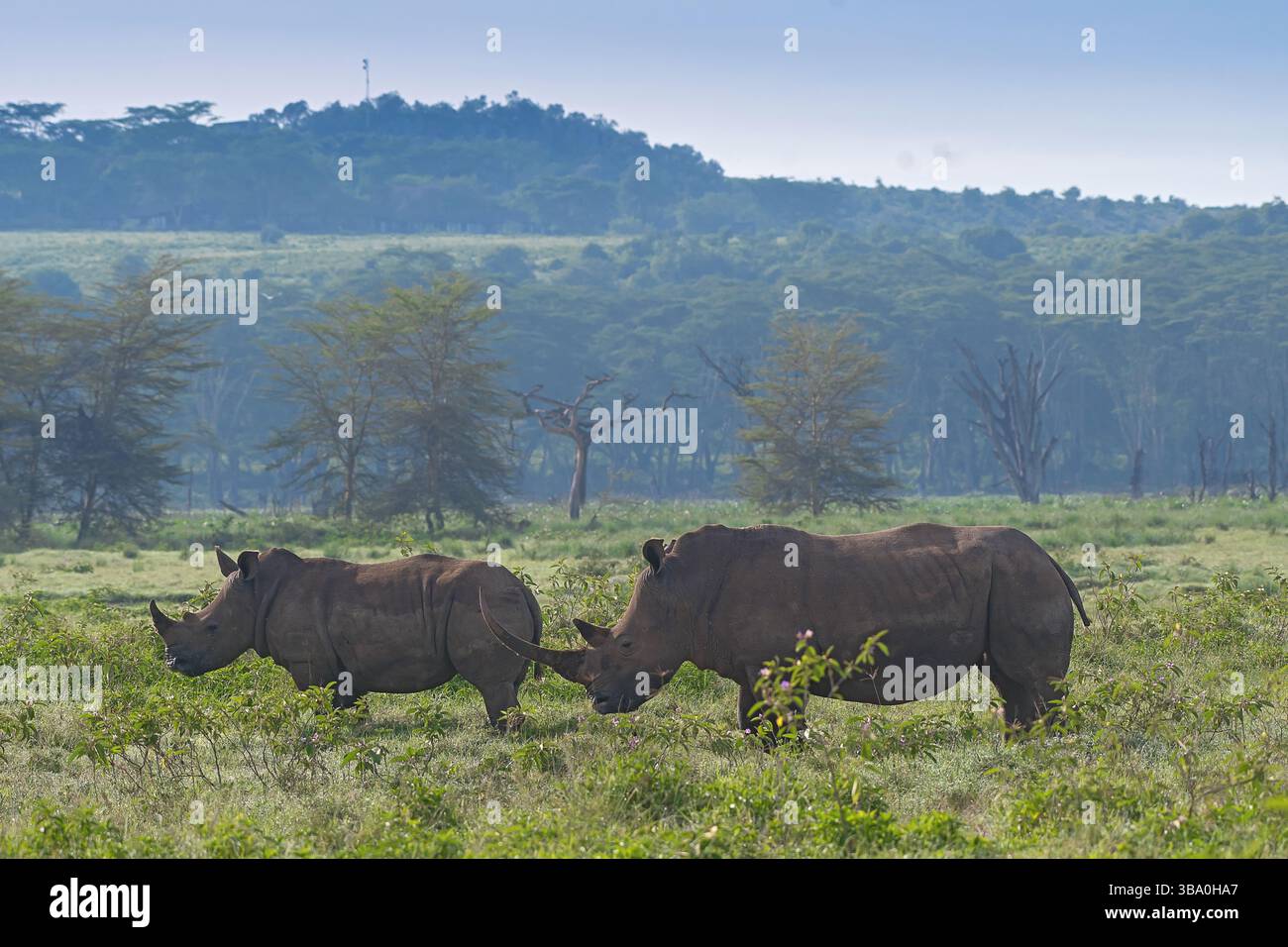Südliches Weißnashorn (Ceratotherium simum) aus dem Lake Nakuru National Park, Kenia Stockfoto