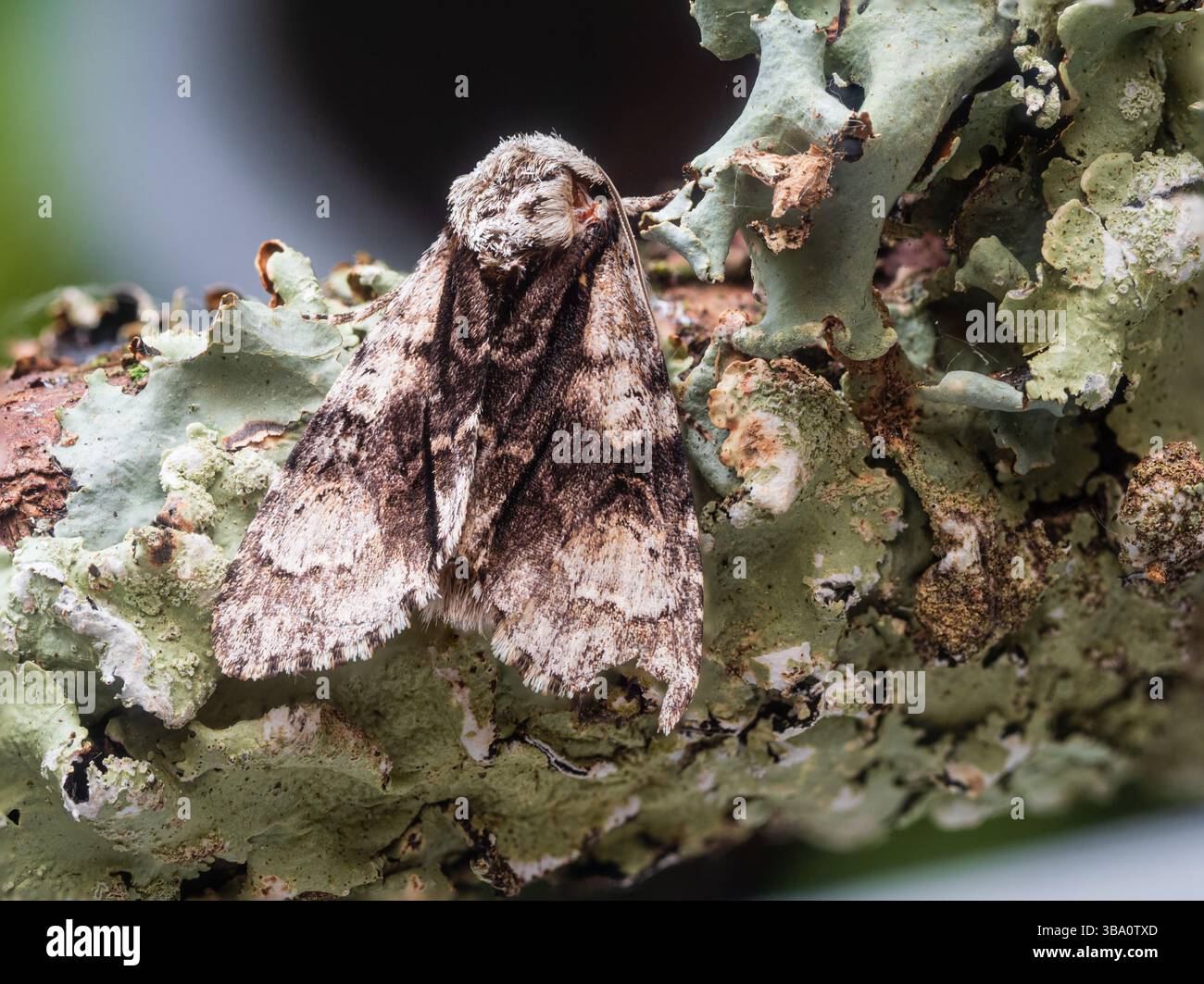 Spätherbst bis Frühsommer fliegende britische Aldermotte, Acronicta alni in einem Plymouth Garten Stockfoto