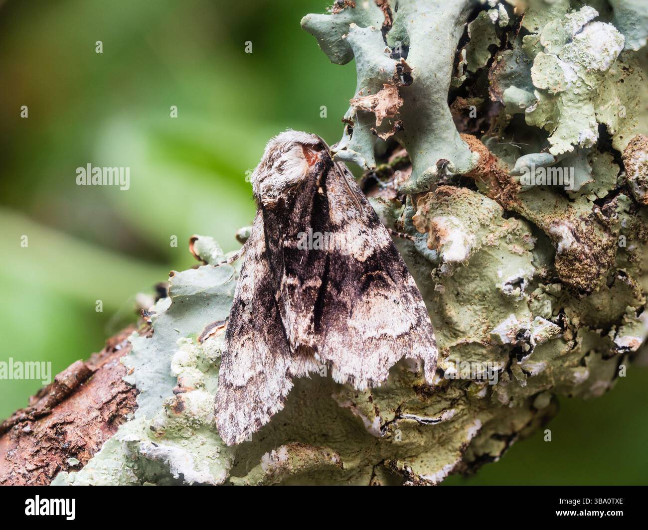 Spätherbst bis Frühsommer fliegende britische Aldermotte, Acronicta alni in einem Plymouth Garten Stockfoto