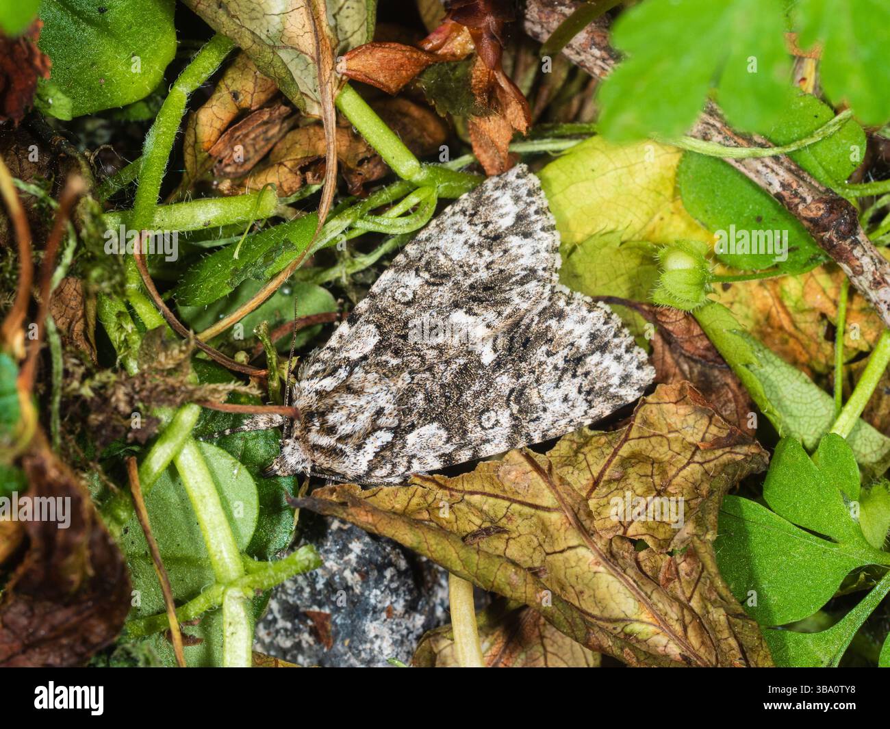 Blick von oben auf die melierte Knotengrasmotte Acronicta rumicis zwischen Blattstreu. Ein britischer Nachtfliegende Gartenbesucher Stockfoto
