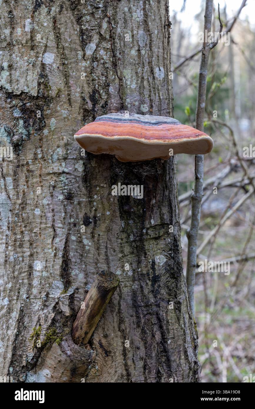 Roter Riemen Stockfoto