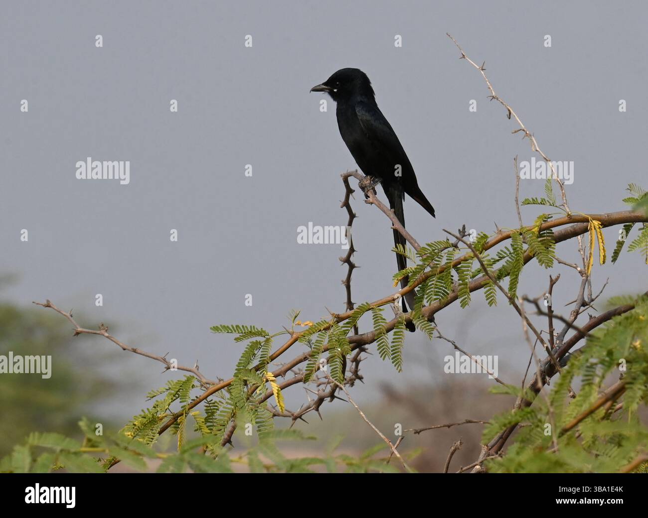 Eine schwarze Drohne steht auf einem Zweig eines Dornbaums Stockfoto