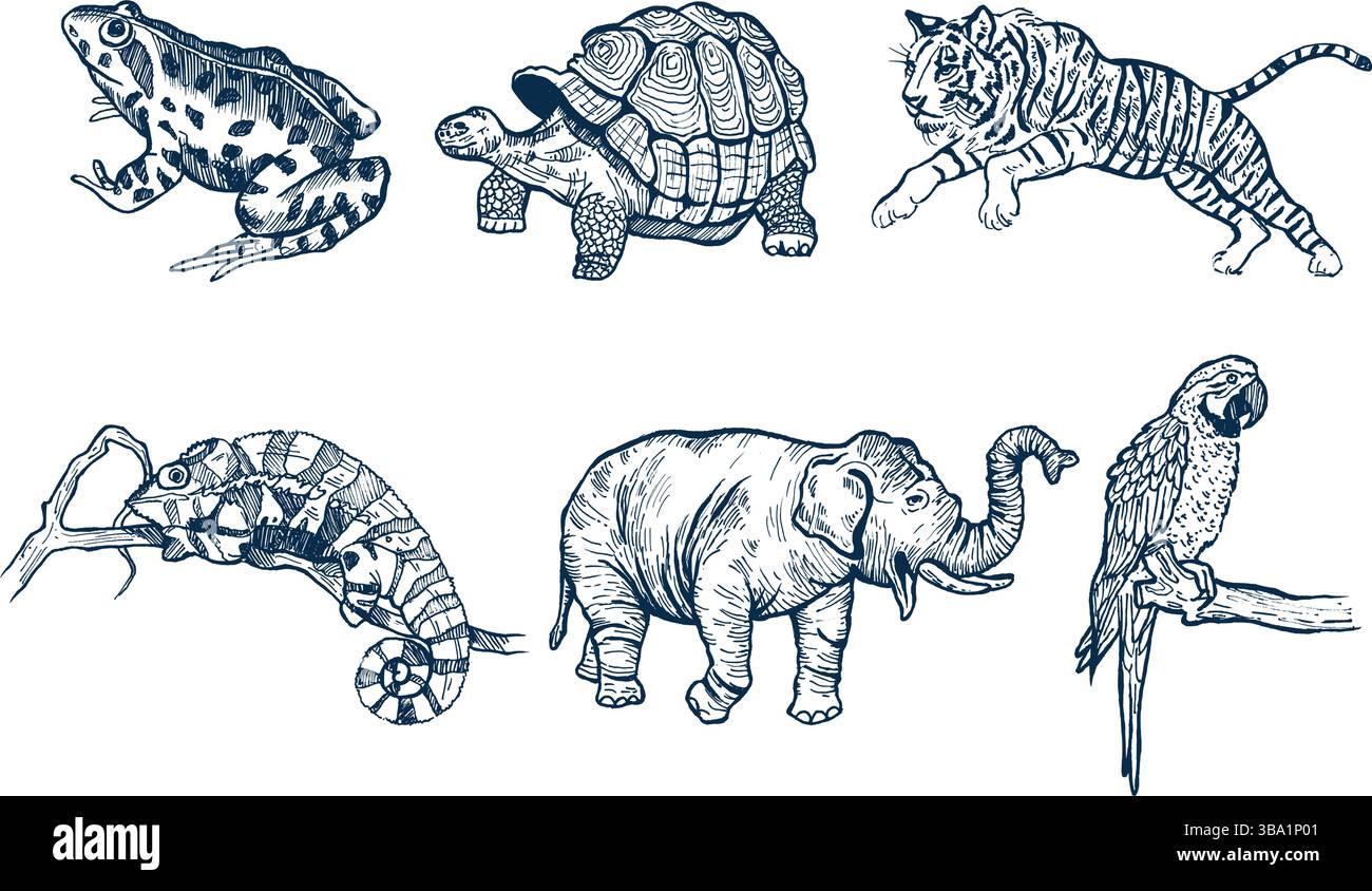 Tropical Animal Icons Set – Exotic Wildlife, Dschungelkreaturen Kollektion Stock Vektor