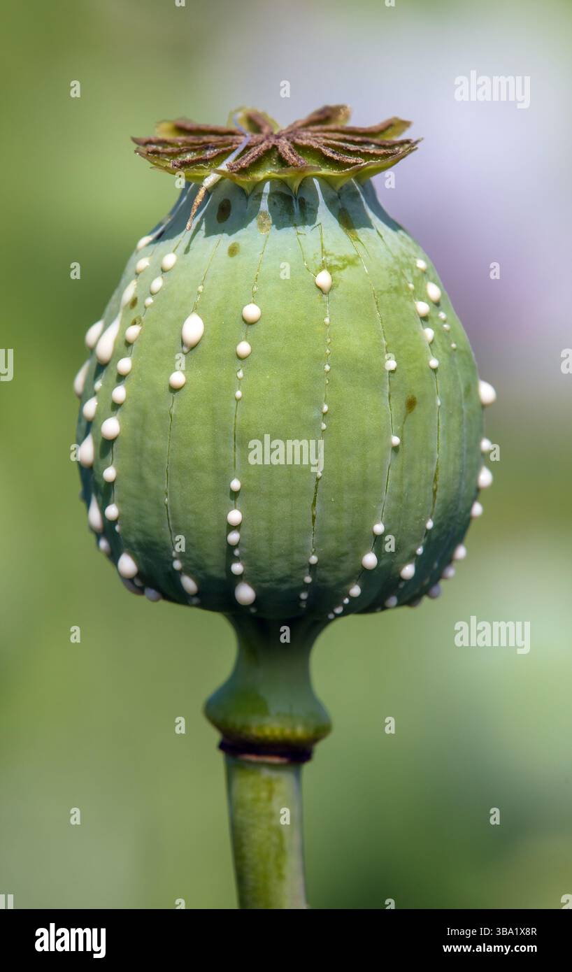 Opiummohnkopf, lateinisch Papaver somniferum, unreifer Mohnkopf mit Tropfen Opiummilchlatex auf grünem Hintergrund Stockfoto