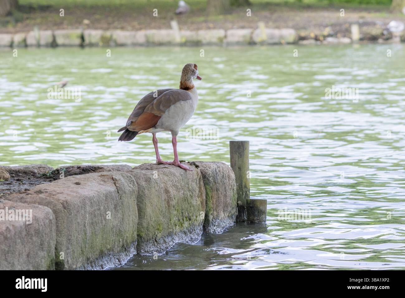 Ägyptische Gans, die auf einem Felsen am Seeufer stehen und das Wasser beobachten Stockfoto