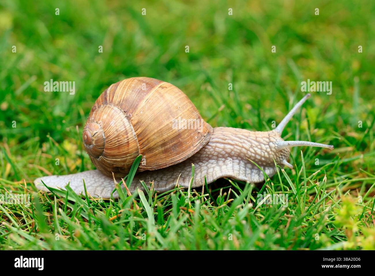 Eine römische Schnecke kriecht über das frische Morgengras Stockfoto