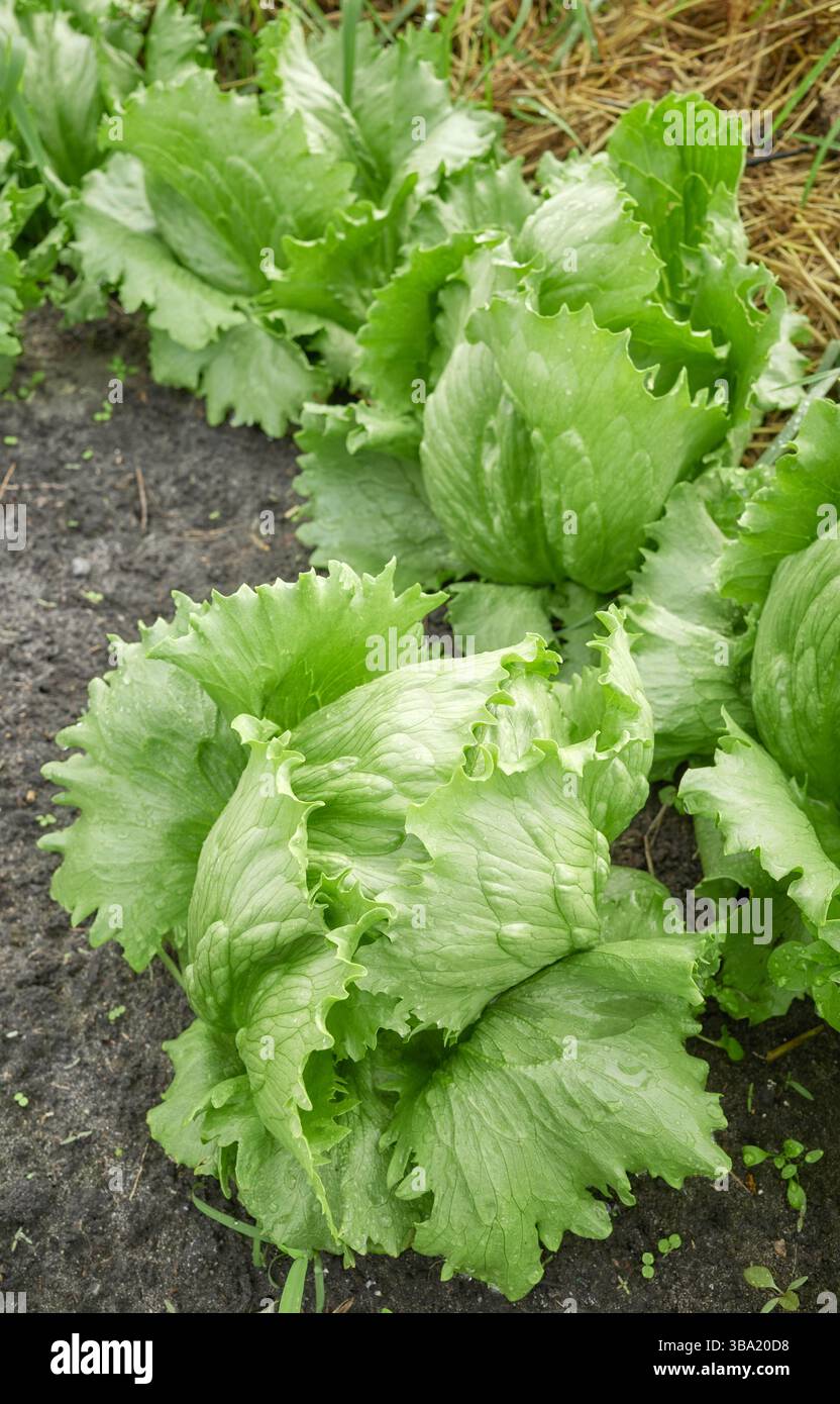 Nahaufnahme von Salat auf einer Bio-Plantage, selektiver Fokus. Stockfoto