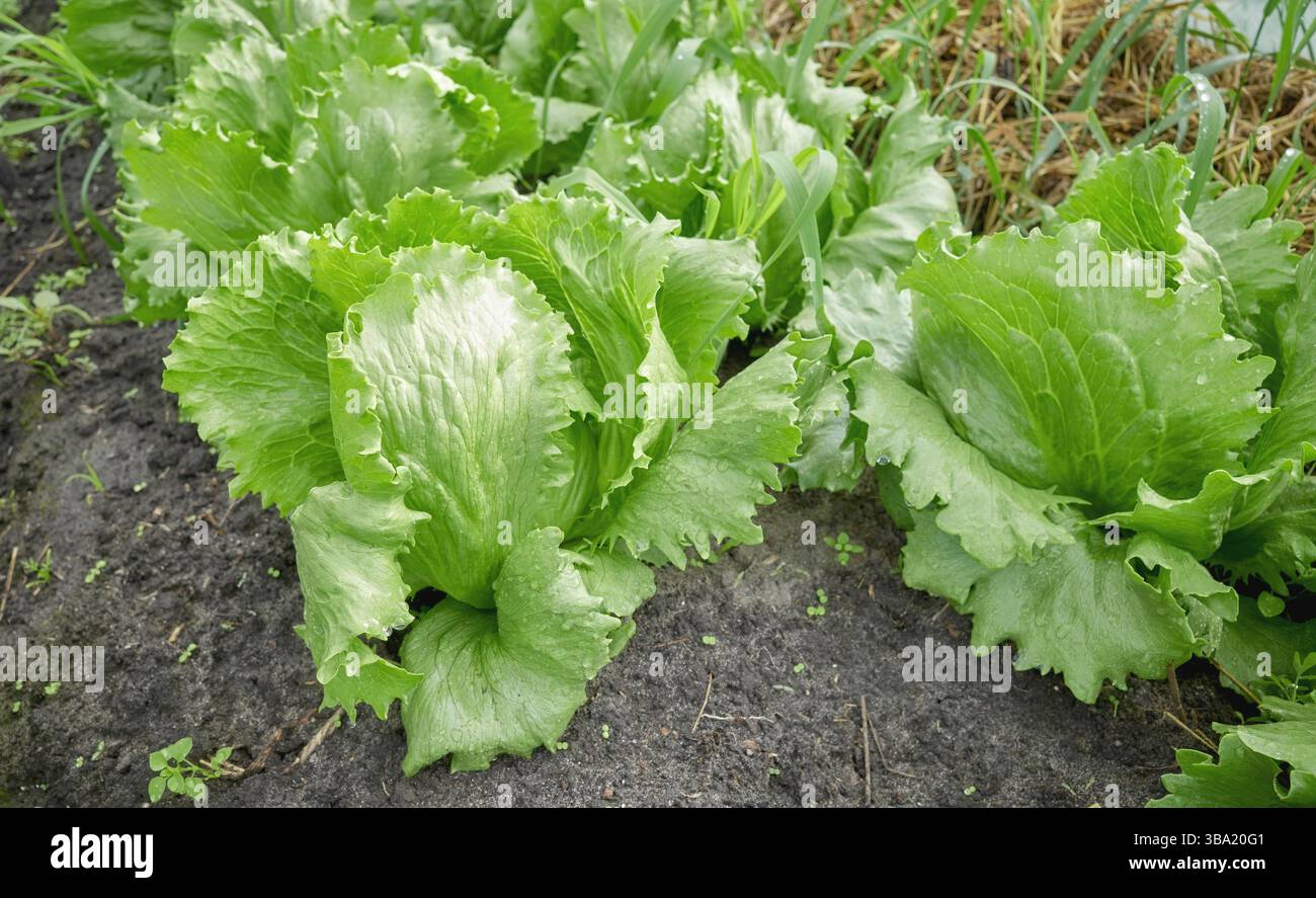 Nahaufnahme von Salat auf einer Bio-Plantage, selektiver Fokus. Stockfoto