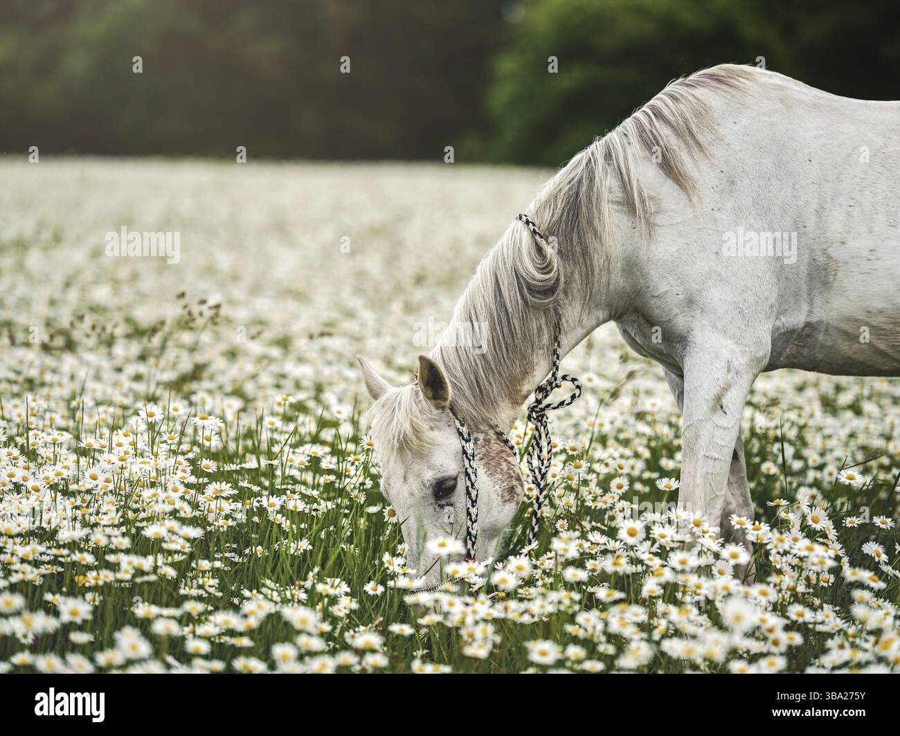 Weißes arabisches Pferd grast auf Waldwiese mit vielen wilden Gänseblümchen Stockfoto