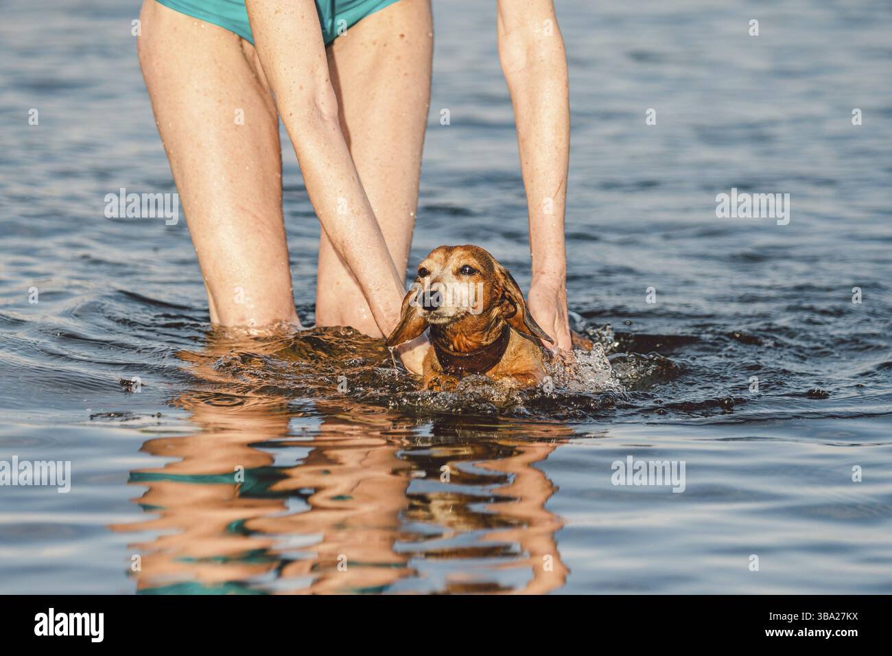 Die reife weiße Frau hilft ihrem kleinen alten Dachshund-Hund, im Wasser zu schwimmen. Verbringen Sie die Sommerzeit mit einem Hund auf dem Fluss. Urlaubstag am See wi Stockfoto