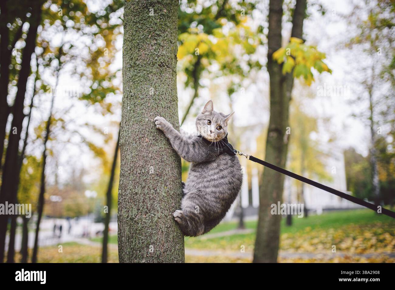 Männliche Katze Haustier graue Wollstreifen jung gute Form, gekleidetes Katzenleine Gurtzeug klettert auf einen Baum für die Vogeljagd, aufmerksamer Blick und Krallen sind V Stockfoto